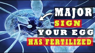 Egg and Sperm Meet Symptoms – Major Signs Your Egg Has Been Fertilized 5 INDICATIVE SYMPTOMS [upl. by Ueihtam238]