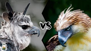 HARPY EAGLE VS PHILIPPINE EAGLE  Who is the king of the eagles [upl. by Iturk]