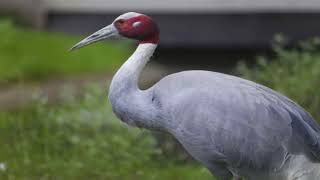 Redcrowned Crane National Bird of China [upl. by Furlani]