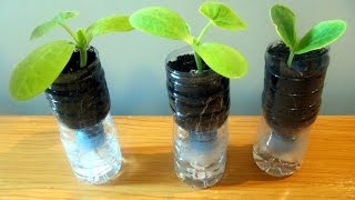 Sistema de macetas autorriego con botellas de plástico  Selfwatering system with plastic bottles [upl. by Oile]