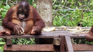 Baby Orangutans Learn How to Crack Coconuts [upl. by Christa]