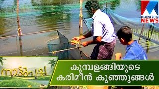 Karimeen Nursury  Manorama News  Nattupacha [upl. by Annitsirhc]