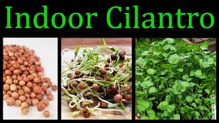 How To Grow Cilantro Coriander Indoors  The Definitive Guide [upl. by Ennayd]