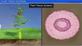 CBSE Class 11 Biology  Anatomy of Flowering Plants  Full Chapter  By Shiksha House [upl. by Yssor9]