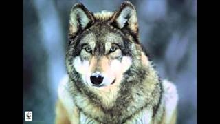 Hurlement d’un LOUP Le cri du LOUP WOLF howling Ululato del lupo Wolf howl [upl. by Einatirb]