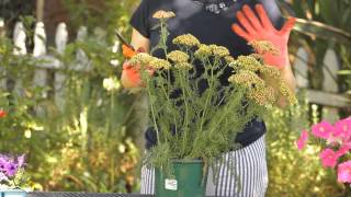 How to Cut Back Yarrow  Garden Space [upl. by Ylebmik]