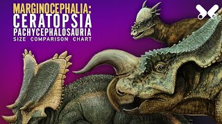 MARGINOCEPHALIA  Horned dinosaurs  Ceratopsia and relatives dinosaur size comparison [upl. by Llemert28]