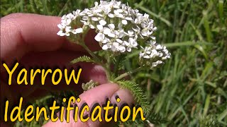 Yarrow Herb Benefits and Identification [upl. by Lillywhite]