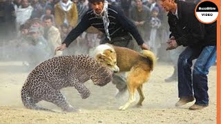 BATTLE BETWEEN A DOG AND A LEOPARD WHO WILL WIN [upl. by Eineeuq436]