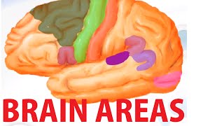 Functional Brain Areas  Brain Anatomy Cortex [upl. by Ayin416]