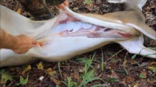 BEST Field Dressing Method for Deer [upl. by Curtis322]