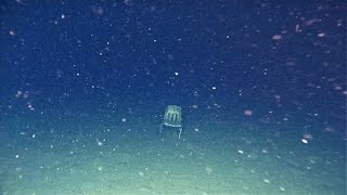 Thalassophobia images with unsettling music [upl. by Nylsaj]