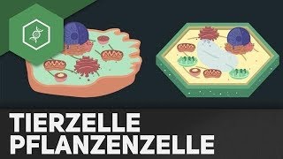 Tierzelle vs Pflanzenzelle  REMAKE [upl. by Tessy]