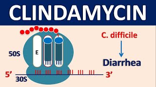 Clindamycin  Mechanism side effects dose and uses [upl. by Thibault108]