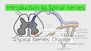 Spinal Nerves Introduction  Nervous system  4K  Chapter 1 [upl. by Nospmas]