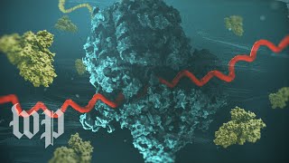 How mRNA helped scientists create a covid19 vaccine in record time [upl. by Atnoek718]