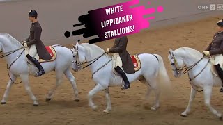 Spanish Riding School Grand Finale  White Lippizaner Stallions [upl. by Bridgid]