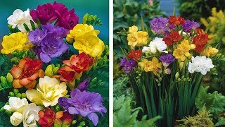 How to Grow Freesias Summer Garden Guide [upl. by Pall371]