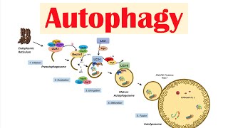 Autophagy  Macroautophagy amp Importance in Health [upl. by Maunsell]