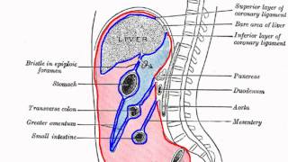 Peritoneal Cavity  Part 1  Anatomy Tutorial [upl. by Ayatnahs]