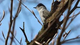 Every British Warbler calling  ordered by genus [upl. by Cooe331]