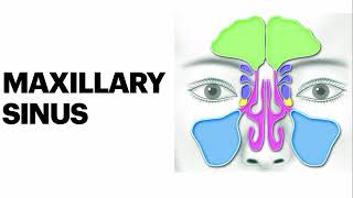 Maxillary sinus anatomy amp Histology [upl. by Belshin691]