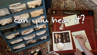 Shells 🐚 ASMR Unpacking Cataloguing Recording [upl. by Weingartner409]