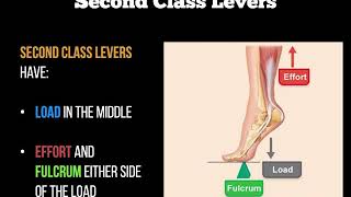 Biomechanics  Levers [upl. by Arabel]