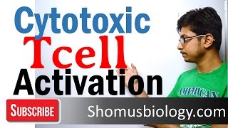 Cytotoxic T cell activation and killing [upl. by Diamante208]