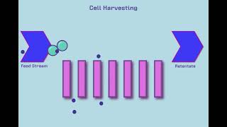 Introduction to Tangential Flow Filtration TFF [upl. by Iborian46]