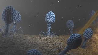 T4 Phage attacking Ecoli [upl. by Barcus]