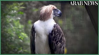 The eagles have landed Singapore shows off rare Philippine raptors [upl. by Eilsek176]