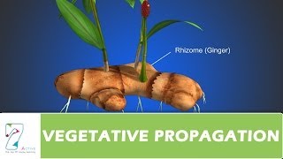 VEGETATIVE PROPAGATION [upl. by Ardnuassak63]