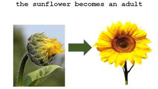 The Life Cycle of a Sunflower [upl. by Edieh]