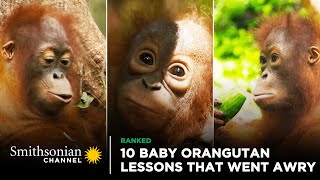 10 Baby Orangutan Lessons That Went Awry 😆 Orangutan Jungle School  Smithsonian Channel [upl. by Jac]