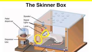 Operant Conditioning  The Skinner box experiment [upl. by Zandra]