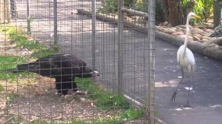 Eagle attacks bird at Featherdale Wildlife Park Sydney Australia [upl. by Columbine274]