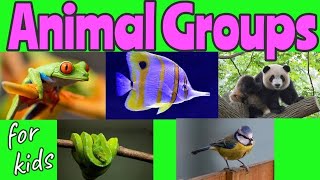 ANIMAL Groups  Animal Classification for kids 🐼🐍🐦🐠🐸  Miss Ellis animalclassification [upl. by Yebba252]