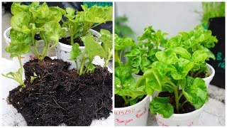 How To Grow Brazilian Spinach  Cara Tanam Bayam Brazil [upl. by Dnallor]