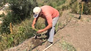 Planting Vetiver Grass Slips [upl. by Acinahs914]