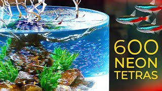 600 Neon Tetras— CRAZY Schooling Behavior [upl. by Hanzelin]