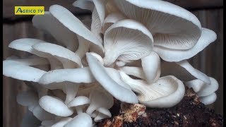 COMMENT CULTIVER LE CHAMPIGNON  FORMATION THEORIQUE ET PRATIQUE Geant amp Co [upl. by Renfred]