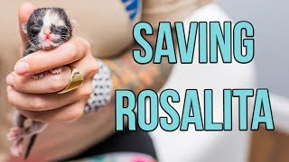 Saving a OneDayOld Kitten Rosalita [upl. by Dareece39]