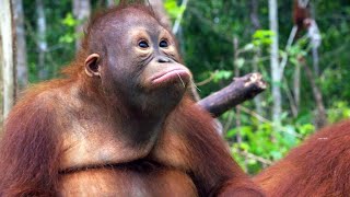 Baby Orangutans Deal with BacktoSchool Jitters [upl. by Morrell999]