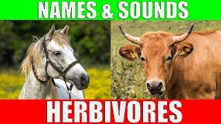 HERBIVOROUS ANIMALS Names and Sounds  Learn Herbivore Animals [upl. by Buatti]