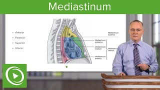 Mediastinum Lungs mediastinum and cardiac valves – Anatomy  Lecturio [upl. by Ahsilek60]