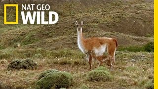 Frolicking Baby Guanacos  Extreme Survivors [upl. by Anuahsed]