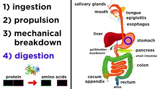 The Digestive System [upl. by Jadwiga125]