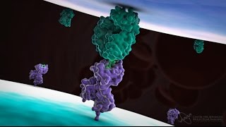 Cytotoxic T cell function [upl. by Phiona]