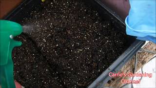 How To Start Yarrow From Seed amp Yarrow Seedlings Update [upl. by Thorbert505]